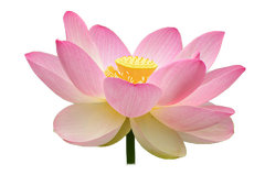 Lotus blomst 29. juli 2014