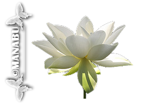 Hvid Lotus blomst 26. september 2012